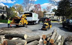 Best Tree Maintenance Programs  in Anthony, NM