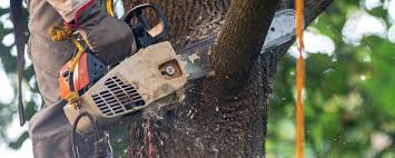 Best Utility Line Clearance  in Anthony, NM