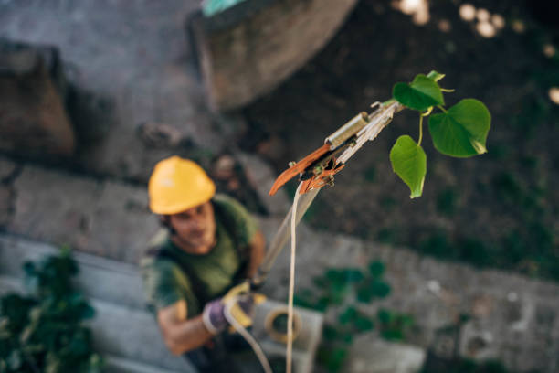 Best Lawn Watering Services  in Anthony, NM