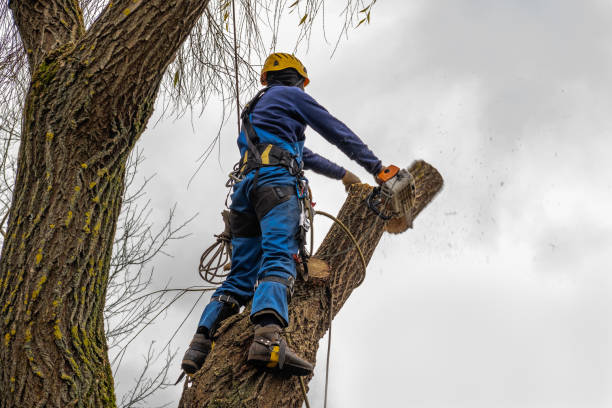 Best Storm Damage Tree Cleanup  in Anthony, NM
